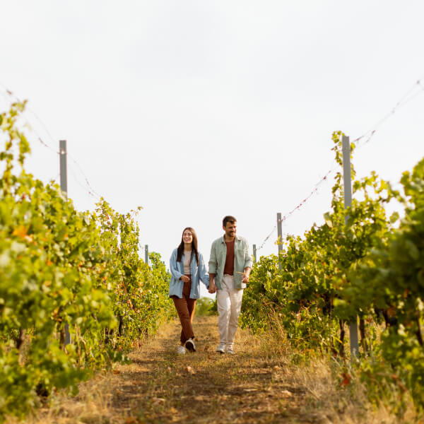 Pareja caminando entre viñedos en Querétaro, disfrutando del paisaje y la experiencia del recorrido.