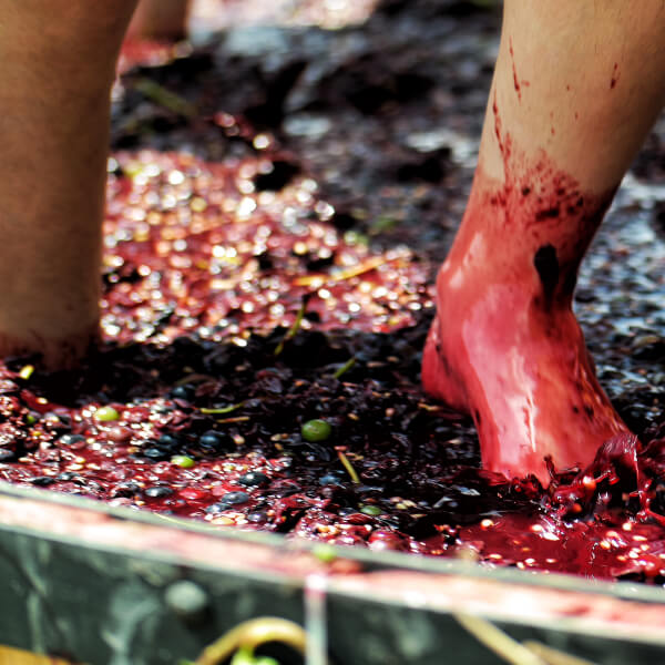 Los pies de una persona están cubiertos de vino tinto durante la vendimia.