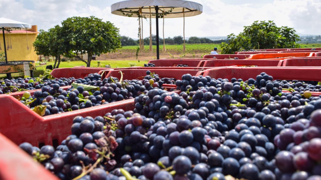 Cosecha de uvas en viñedos de Querétaro en temporada de vendimia